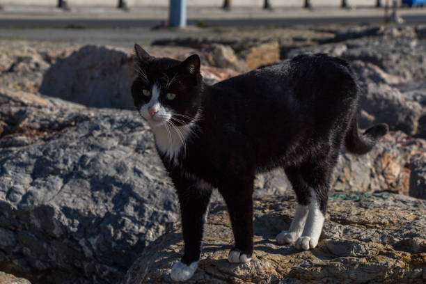 pictures of the Lovely cat as domestic animal in view