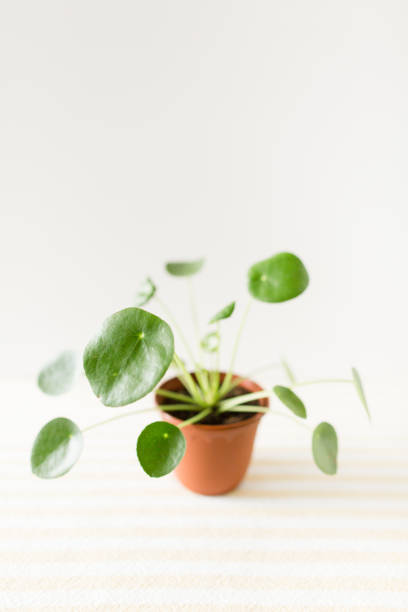 istock Pilea Plant 'Pilea Peperomioides' 1009705960