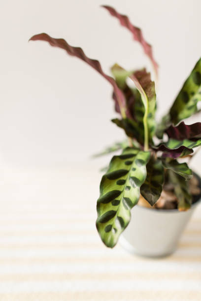 istock Calathea Rattlesnake Plant 1009708868
