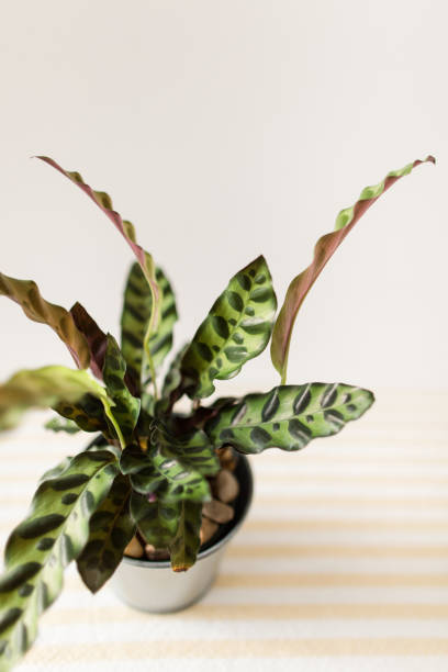 istock Calathea Rattlesnake Plant 1009708870