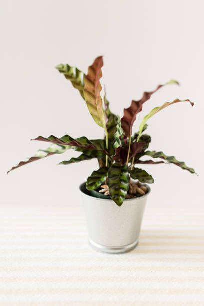 istock Calathea Rattlesnake Plant 1009711244