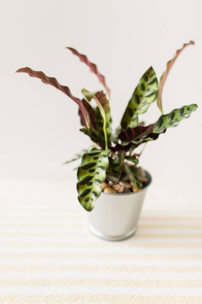istock Calathea Rattlesnake Plant 1009711330