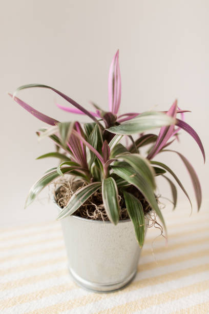 istock Pink & Green Tradescantia 