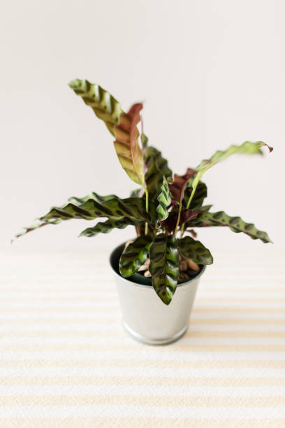 istock Calathea Rattlesnake Plant 1009711378