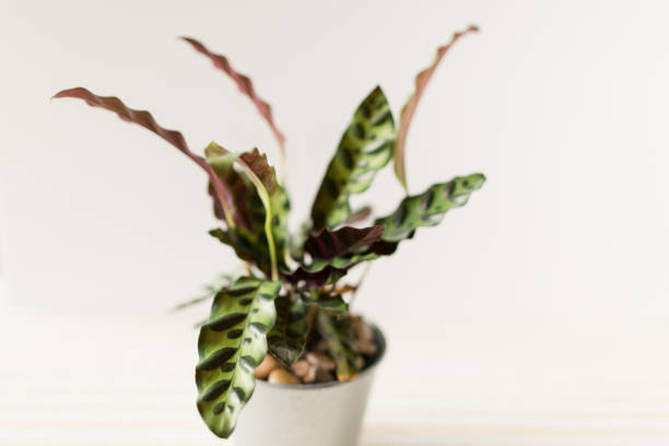 istock Calathea Rattlesnake Plant 1009711382