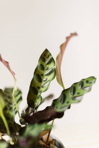 istock Calathea Rattlesnake Plant 1009711472