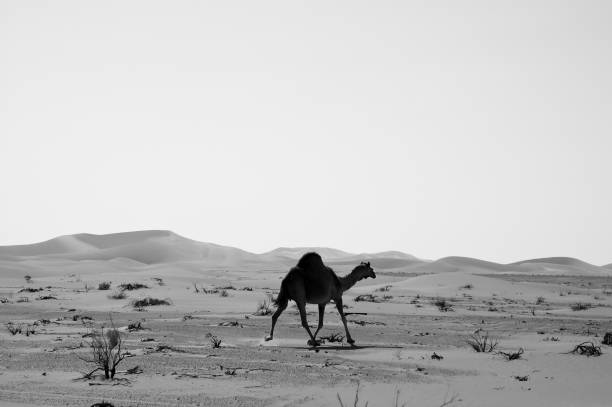 istock Camel in the Empty Quarter desert of Arabian Peninsula 1009719036