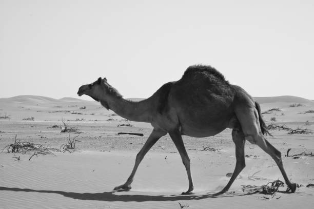 istock Camel running in the Empty Quarter desert of Arabian Peninsula 1009719064