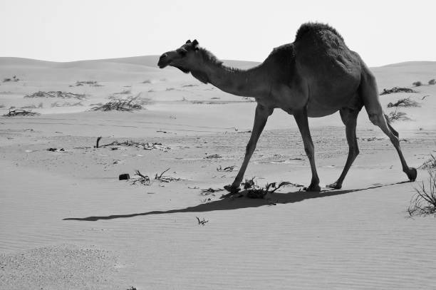 istock Camel running in the Empty Quarter desert of Arabian Peninsula 1009719066