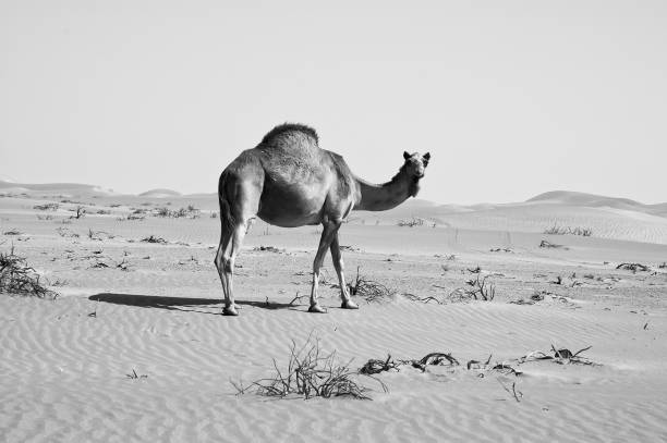 istock Camel in the Empty Quarter desert of Arabian Peninsula 1009719802