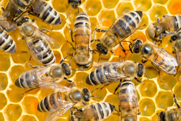 Bees on a honeycomb
