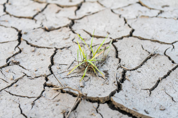 istock The soil cracked from the drought and the scorching sun. 1009725984