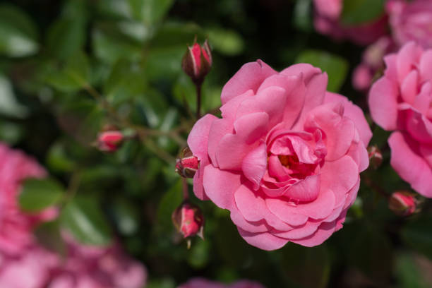 istock Blooming beautiful colorful rose in floral background 1009732764