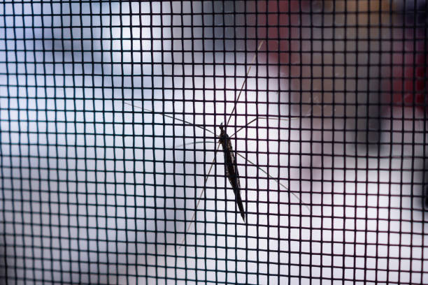 istock mosquito net wire screen on house window protection against insect 1009742680