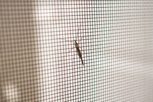 istock mosquito net wire screen on house window protection against insect 1009742682