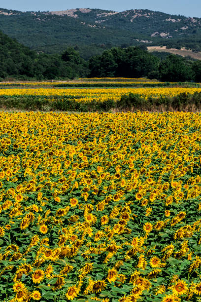 istock Blooming Sunflower Field in Turkey 1009742740