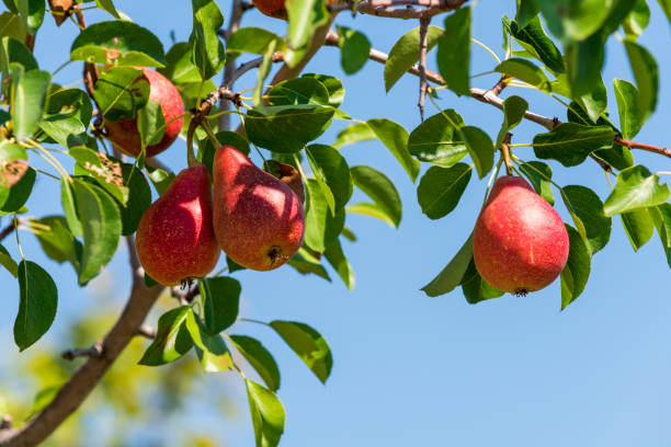 Close-up of red pear on the tree in Greece.