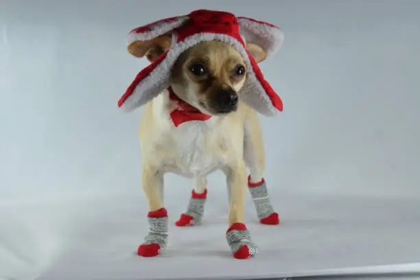 Chihuahua dog wearing a red hunter's cap and socks.