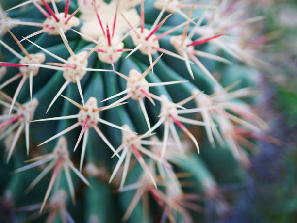 cactus - 6139 foto e immagini stock
