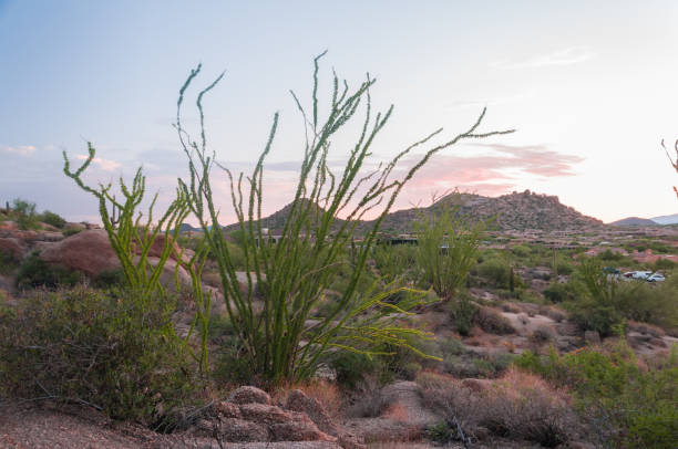 Pinnacle Peak is a park in Scottsdale Arizona which has hiking trails and many desert plants in the hills of Arizona.