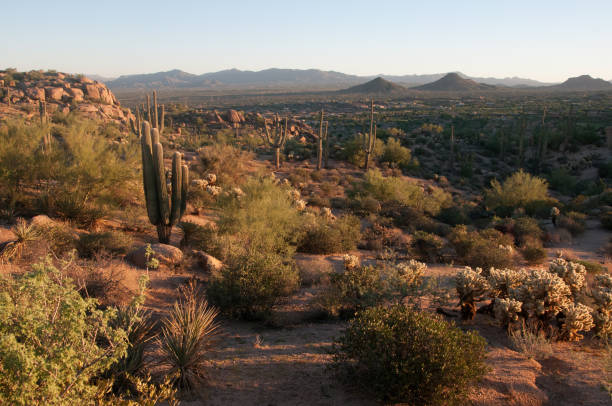 istock Pinnacle Peak Park as sun rises over cactus and hiking trails. 1009759598