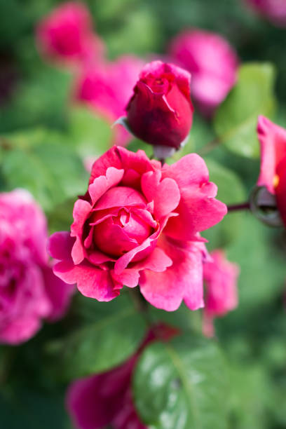 istock Blooming beautiful colorful rose in floral background 1009759826