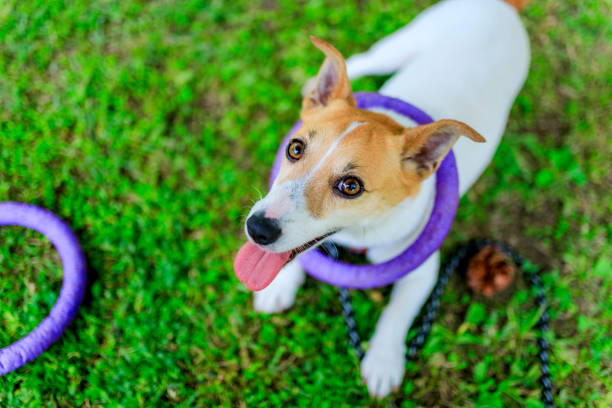 istock Jack Russell Terrier playing outdoors 1009773532