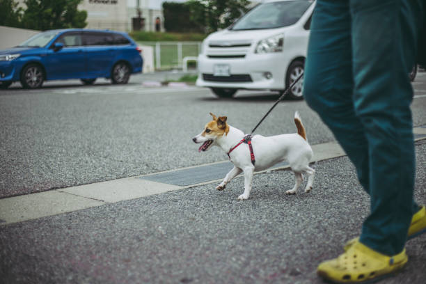 istock Jack Russell Terrier playing outdoors 1009773548