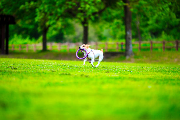 istock Jack Russell Terrier playing outdoors 1009773556