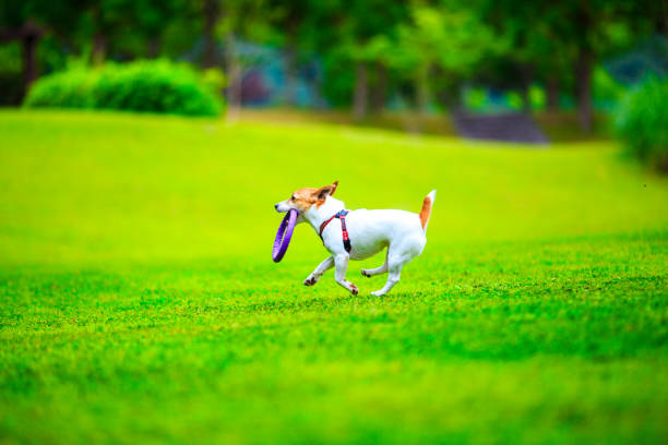 istock Jack Russell Terrier playing outdoors 1009773562