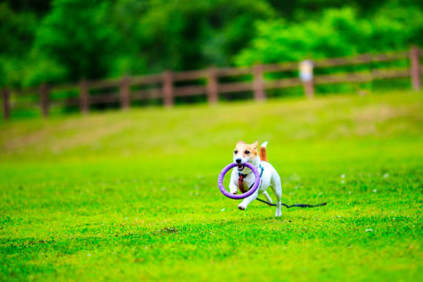istock Jack Russell Terrier playing outdoors 1009773618