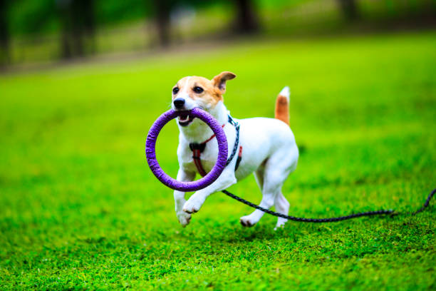 istock Jack Russell Terrier playing outdoors 1009773622
