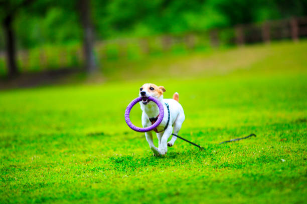 istock Jack Russell Terrier playing outdoors 1009773626