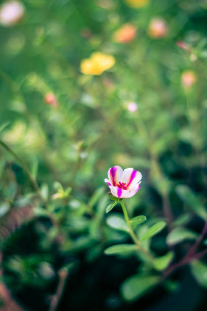 istock Blurry flowers, green background, refreshing spring background fresh Blurry background flowers 1009776496