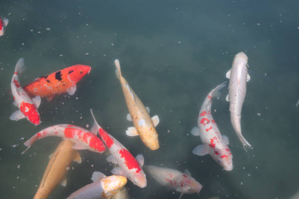 istock Koi Carps Swimming In The Pond 1009776702