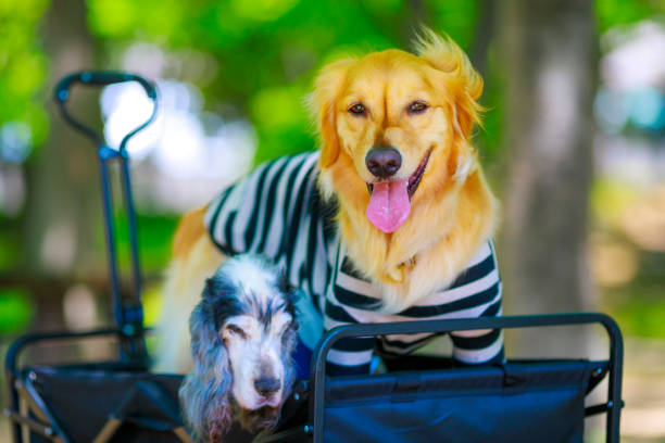 istock Golden retriever playing outdoors 1009778980