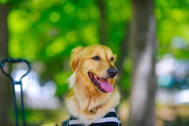 istock Golden retriever playing outdoors 1009779066