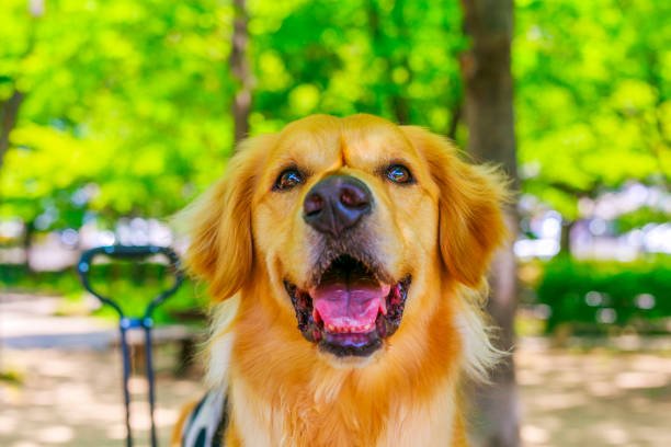 istock Golden retriever and green background 1009779118