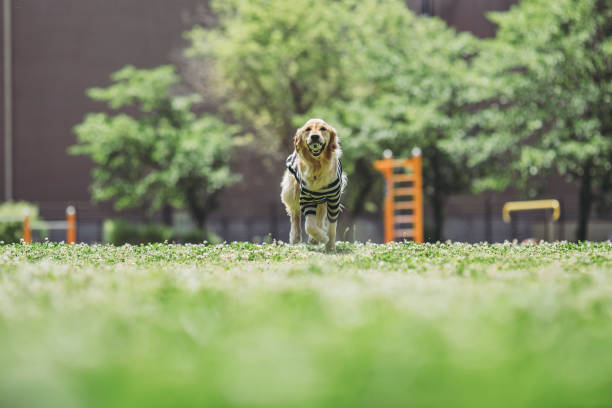 istock Golden retriever playing outdoors 1009779408