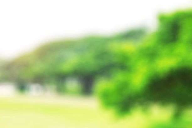 istock Garden with blurred images. 1009793522