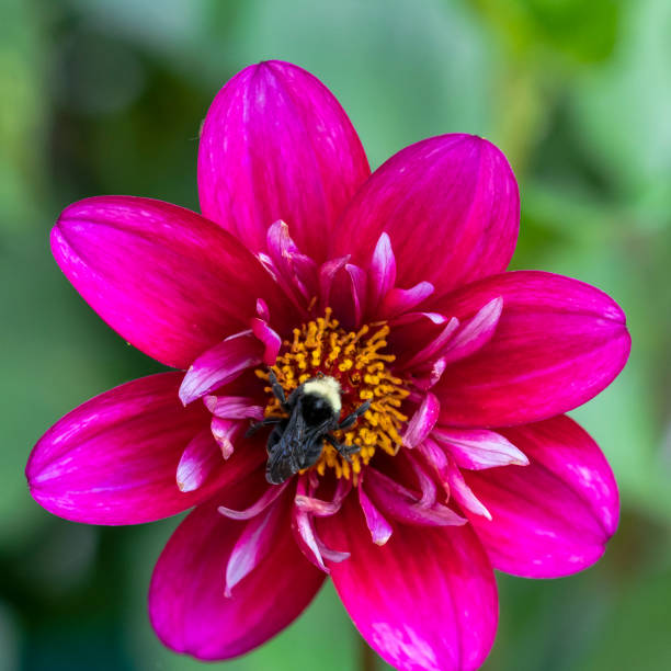istock Pink Dahlia with Bumble Bee on Flower Oregon Bombus 1009795712