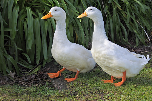 Two white geese walking on green grass. Full body. Widlife background. Copy space