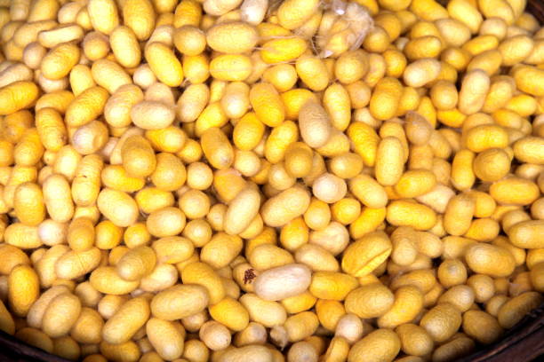 istock making silk with white silkworm cocoonsby handmade.boiling yellow white silkworm cocoons to make silk thread. Boiled yellow white silk nest to make silk thread.Silk dyeing by hand. 1009796564