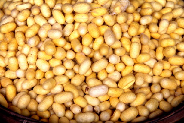 istock making silk with white silkworm cocoonsby handmade.boiling yellow white silkworm cocoons to make silk thread. Boiled yellow white silk nest to make silk thread.Silk dyeing by hand. 1009796572