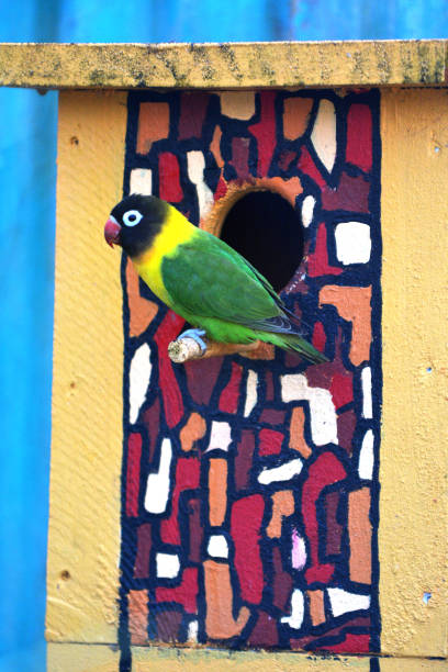 istock Lovebird Bird sitting outside a birdhouse 1009801192