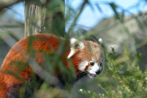 Red panda on a tree branch looking away.The red panda has been classified as endangered by the IUCN, because its wild population is estimated at less than 10,000 mature individuals in the wild