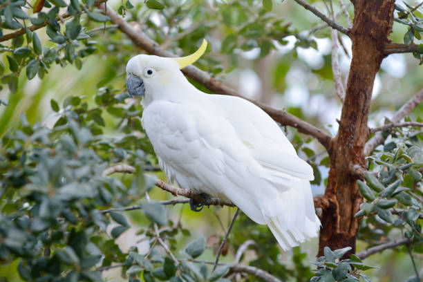 istock Sulphur-crested cockatoo sit on a tree branch 1009803400