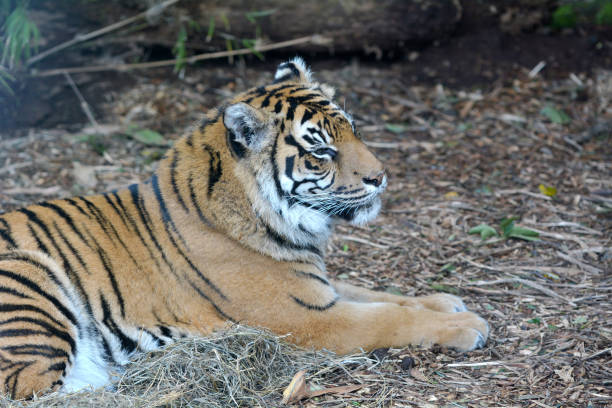 istock Face of a Sumatran tiger lying down on the ground 1009803420