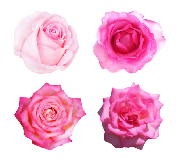 istock Set of pink rose isolated on white background. 1009803582