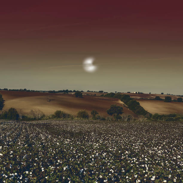 campo de algodón en luz misteriosa - cotton photography cloud plantation fotografías e imágenes de stock